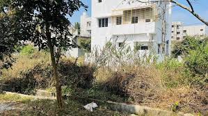 Overgrowth of vegetation